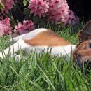 써클켄넬 이미지