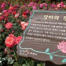 장미의거리11 이미지