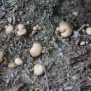 황토버섯 이미지