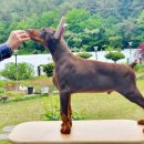 노블라인 도베르만 이미지