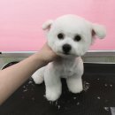 멍이랑몽이 미용 이미지