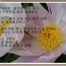 꽃순 이미지