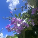 Lovely weather & beautiful purple flowers from my country. 이미지