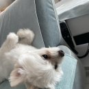 빵그루밍 이미지