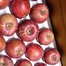 장수농업협동조합 | 사과에 진심인 장수꿀사과 선물받은 후기(전라북도 장수군)