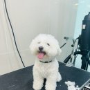 댕댕뷰티 네이버블로그