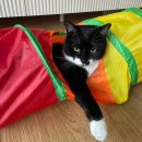 달고양이 | 알리 고양이 터널 장난감 후기 | 무지개 터널 달이 사용기 대성공 집사추천템