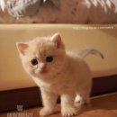 애월캐터리 이미지