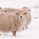 천수만목장 2 이미지