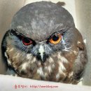 Black Jackdaw | 천연기념물 솔부엉이 구조 후기