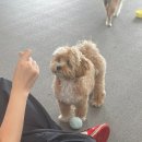 헤이퍼피 이미지