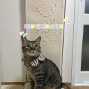 (주)펫코 | 펫코본 고양이 수직 원목 스크래쳐 엘레스트 스크래쳐🤍