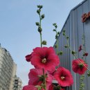 강남노래빠