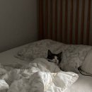 모요우 이미지