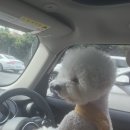 폼잡는개 이미지