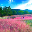 칠곡 가산수피아 분홍빛 가을 정원 이미지