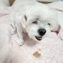 바비덴탈 | 강아지덴탈껌 양치껌 입냄새 네이처트레이스 스파이더웹 덴탈바