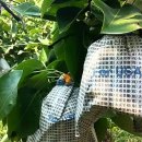 금반농원 이미지