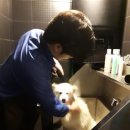 도그워시 이미지