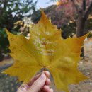 [목공 초급]옷걸이 만들기 | 대전시가족센터 2025 아빠 자조모임 11월 보문산 숲체험, 목공체험 후기