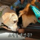 털뭉치들 이미지