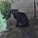 마켓21 (Market 21) | 한달살기 DAY21｜SANPAKOI STREET MARKET, Khagee...마사지, 치앙마이 호루몬, 치앙마이 마켓, 치앙마이