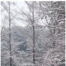 숲속향기캠핑장 이미지