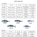 참치와 새치는 어떻게 다를까? 이미지
