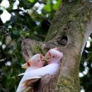 Pink Cockatoo a.k.a. Major Mitchell’s Cockatoo 이미지