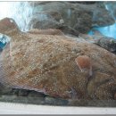 김선장횟집 이미지