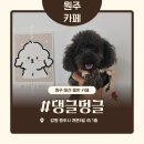 댕글멍글 이미지