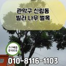 하늘유치원 | 관악구 빌라 나무 벌목 신림동 나무자르는 비용 나무 잘라주는 곳