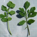 큰다닥냉이Lepidium sativum L.(배추과 다닥냉이속) 이미지