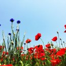 상림화원 이미지