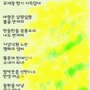 유채꽃향기처럼