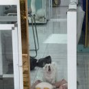 비숑다움 이미지