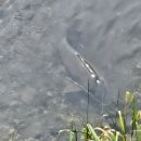 하천(비산대교) 이미지