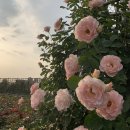 광천평화식품 | ~19.05.26 밀린 2주간 먹스러운 꼬누의 일상♥