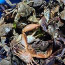 샛별민박 이미지