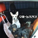 봄봄동물병원 이미지