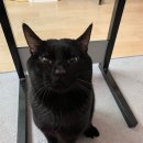 디딤불닭발 이미지