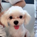 맨앤독 애견카페 이미지