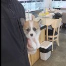 바나개 강아지 고양이 마포점 이미지