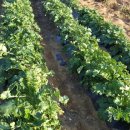 두평농장 이미지