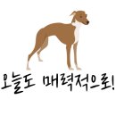 시츄언니 이미지