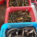 목도민물고기 이미지