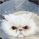 행복한고양이동물병원 이미지