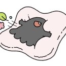 카밀드 이미지