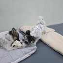 땅콩아 노올자 이미지