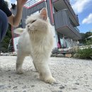 카이로스 | 충주 카이로스 캠핑장 후기 ⁺˳✿⏦₊